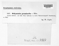 Image of Spermosporina graminella